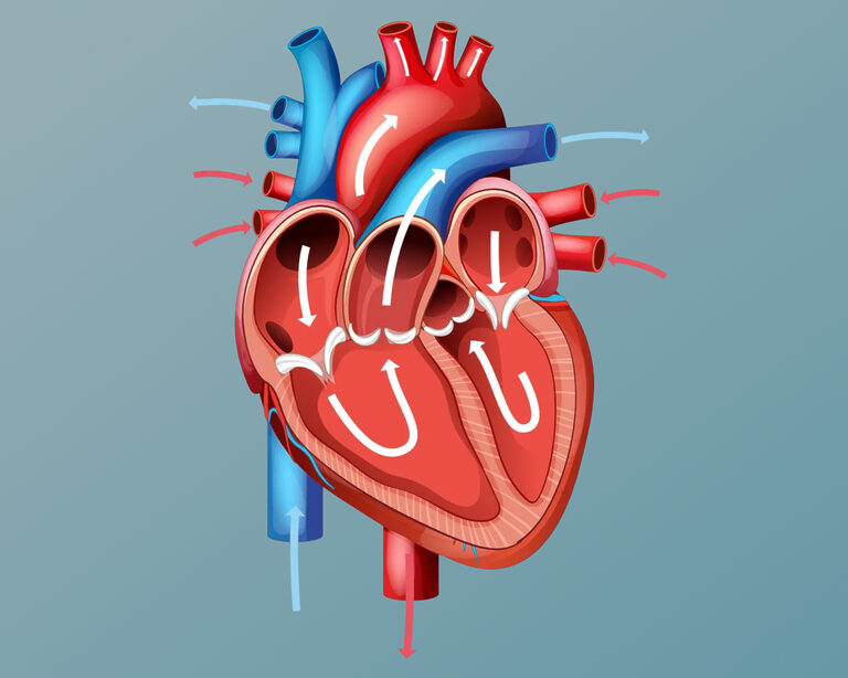 Регенерация сердца