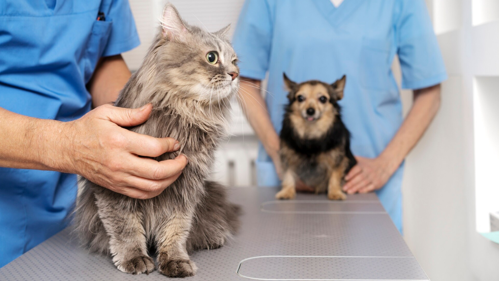 Оперативная диагностика для ветеринарных клиник