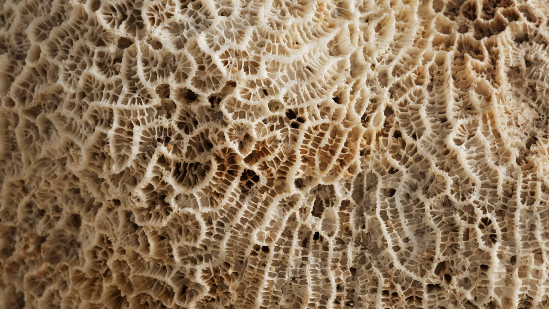 Регенерация костной ткани