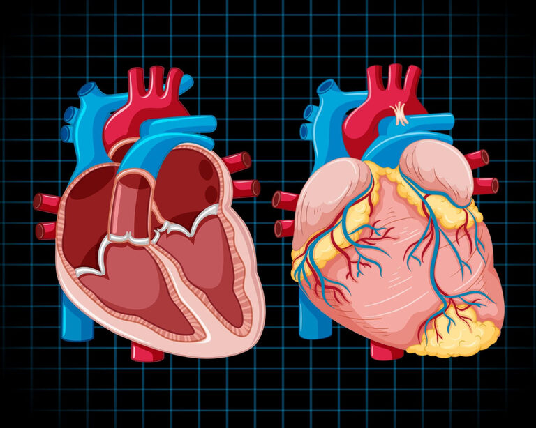 Инновационные разработки в кардиологии