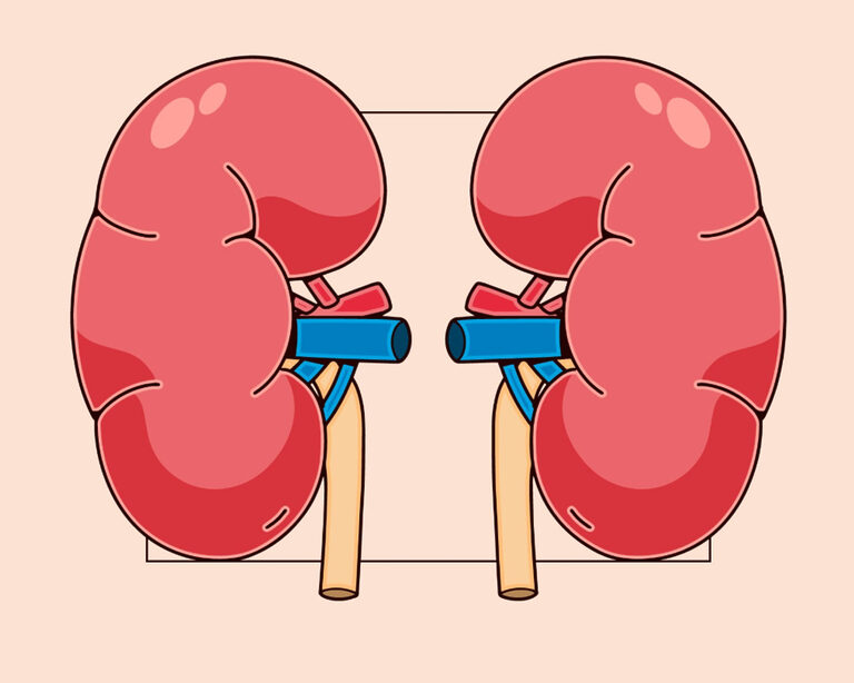 Как магний защищает почки