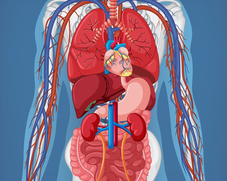 Два органа, работающие в тандеме