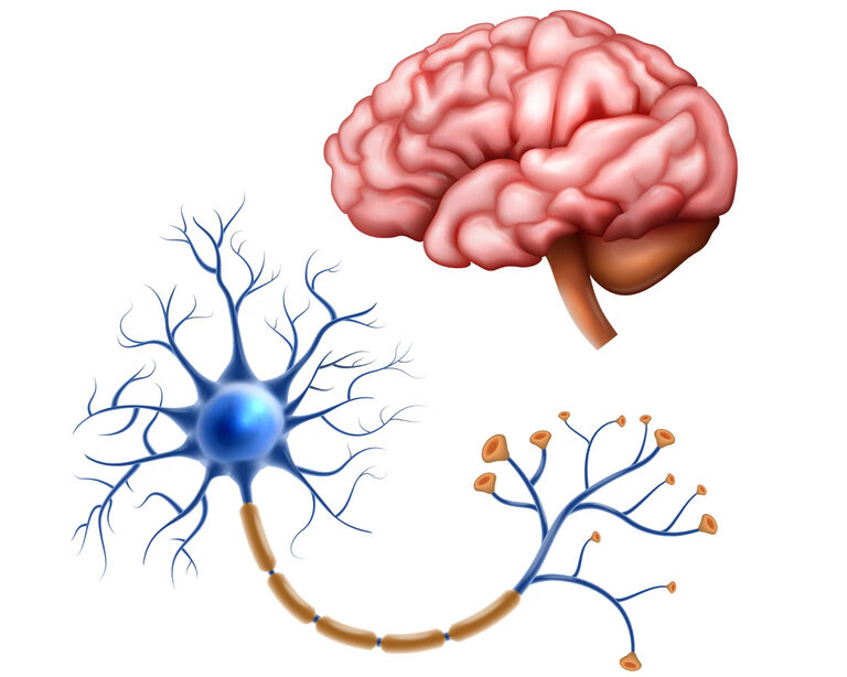 Нейробиология и ИИ