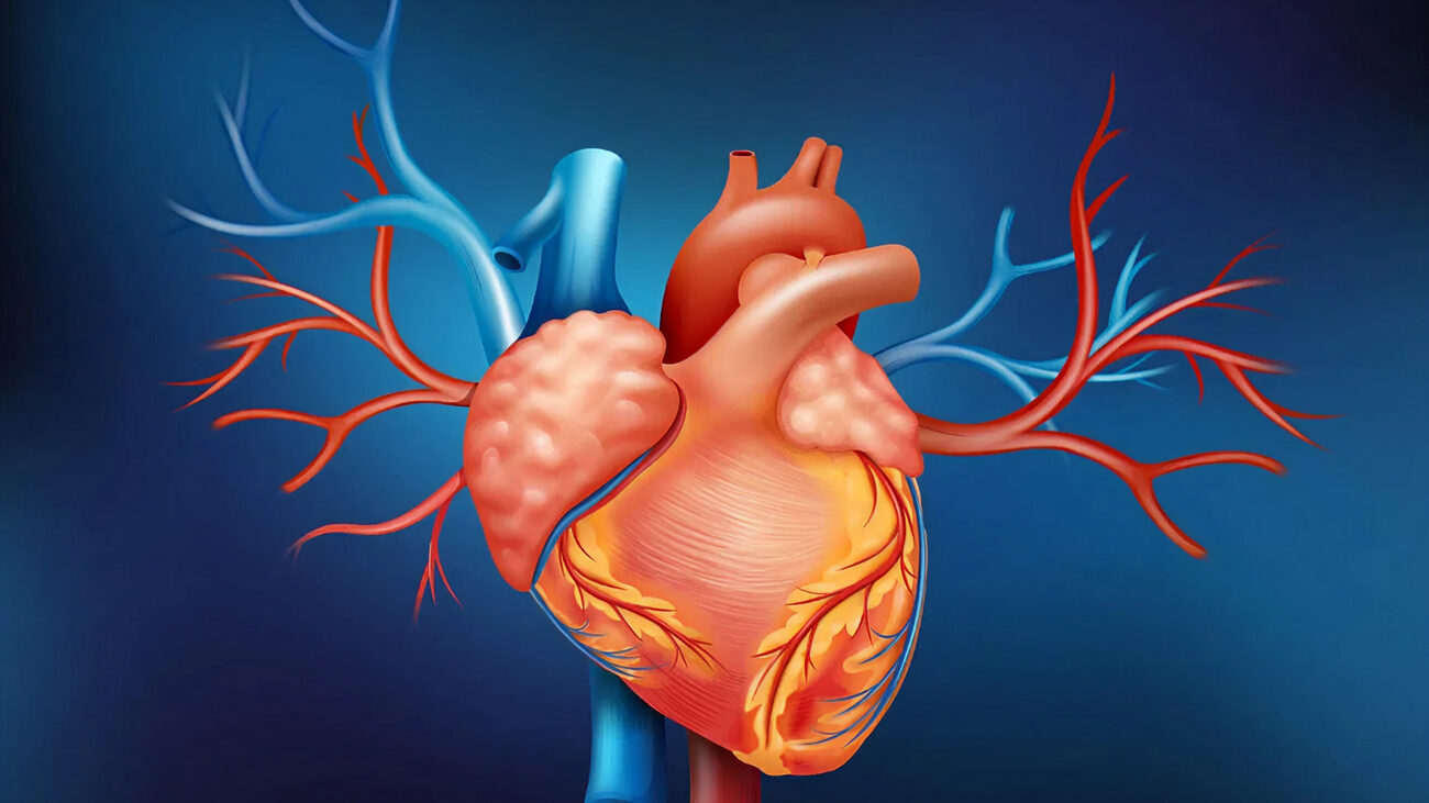 Жесткие сосуды — больное сердце