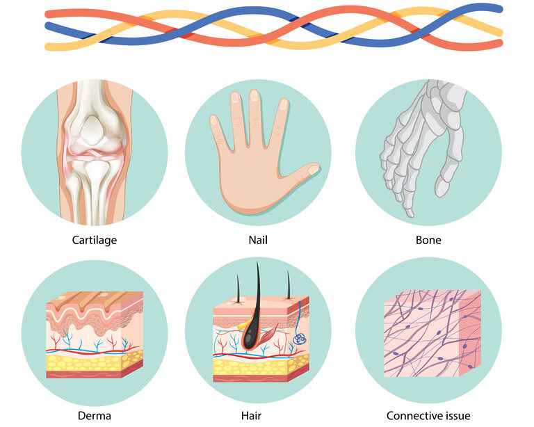 Коллаген: научные основы применения в нутрициологии
